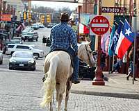 trail-riding-quarter-horse