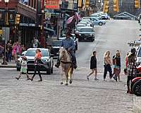 working-cattle-quarter-horse