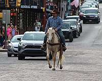 palomino-quarter-horse-gelding