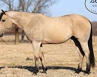 athletic-quarter-horse