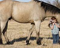 kid-safe-quarter-horse