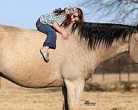 ranch-work-quarter-horse