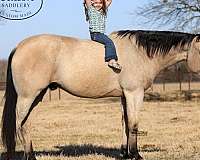 roping-quarter-horse