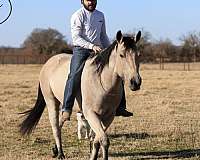 trail-riding-quarter-horse