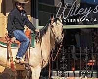 western-riding-quarter-horse