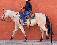 buckskin-quarter-horse-gelding