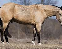 athletic-quarter-horse