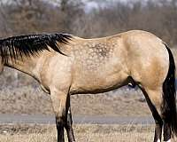 calf-roping-quarter-horse