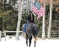 ranch-work-quarter-horse