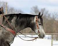 ridden-english-quarter-horse