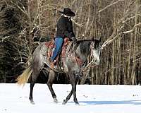 ridden-western-quarter-horse