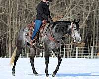 roping-quarter-horse