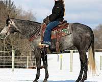 show-quarter-horse