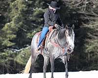 show-hack-quarter-horse