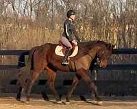 all-around-thoroughbred-horse