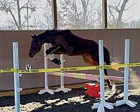 eventing-thoroughbred-horse