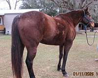 brown-seal-brown-ranch-horse