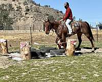 beginner-safe-quarter-horse