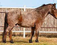 bay-roan-none-horse