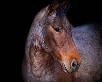 ranch-work-quarter-horse