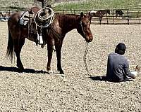 family-horse-quarter