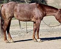 beginner-safe-quarter-horse