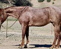 ranch-work-quarter-horse