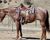 red-roan-none-horse