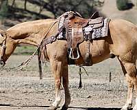 palomino-blaze-horse