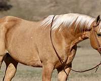 all-around-quarter-horse