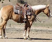 ranch-work-quarter-horse