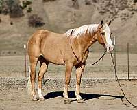 trail-quarter-horse