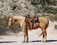 palomino-blaze-horse