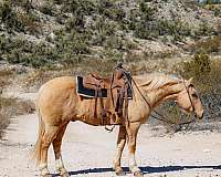 quarter-horse