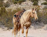 ranch-work-quarter-horse