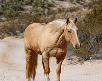 family-horse-quarter