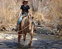 ranch-quarter-horse