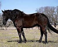 black-none-horse