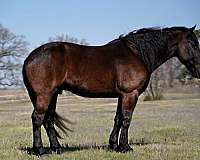 quarter-horse