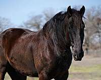 ranch-work-quarter-horse