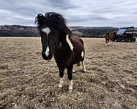 shetland-pony-gelding