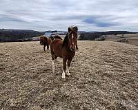 shetland-pony-for-sale