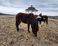 shetland-pony