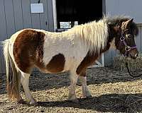 pinto-miniature-mare