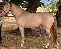 washinton-andalusian-horse