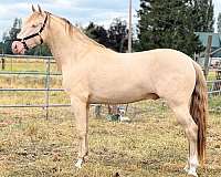 orgeon-andalusian-horse