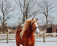 ranch-work-quarter-horse