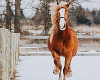 family-horse-quarter