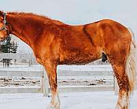 belgian-quarter-horse