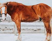 draft-quarter-horse